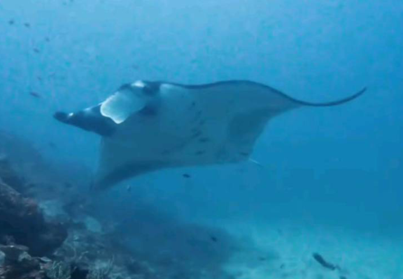 Taka Makassar (Manta Point)