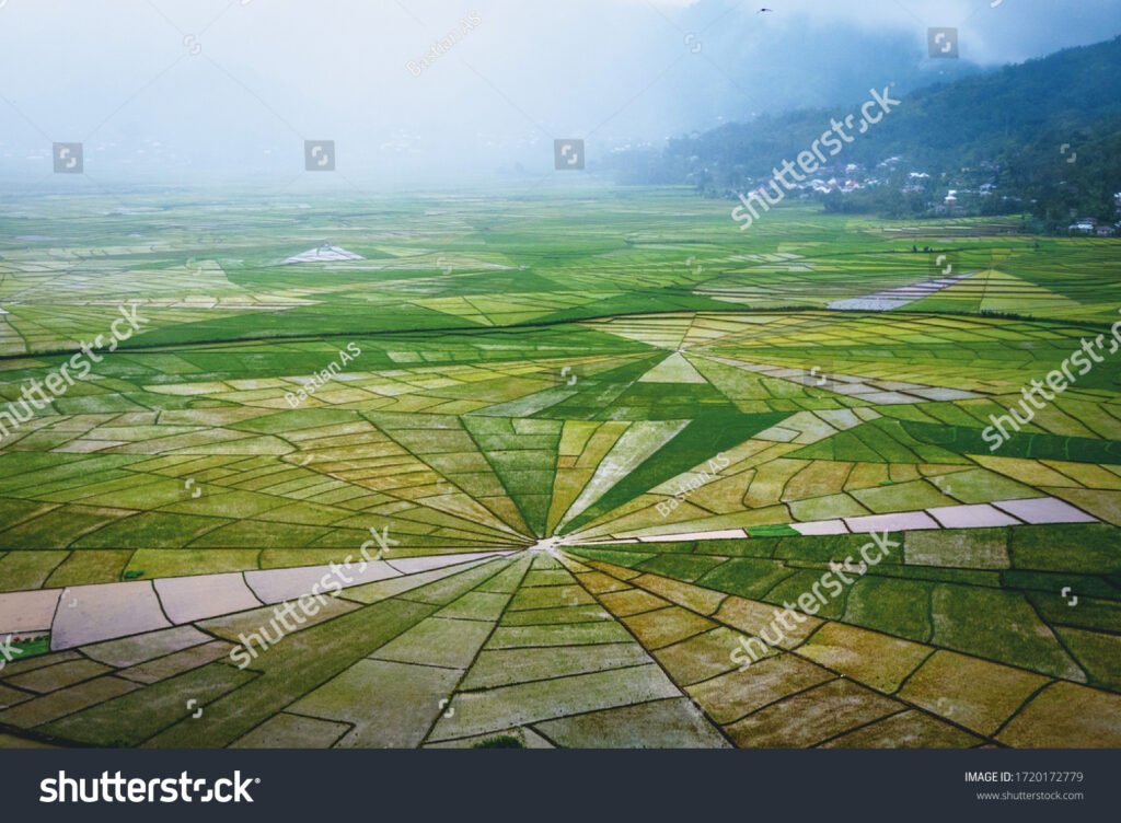 stock-photo-the-spider-web-rice-fields-the-beautiful-of-patterns-of-rice-fields-described-local-wisdom-of-1720172779